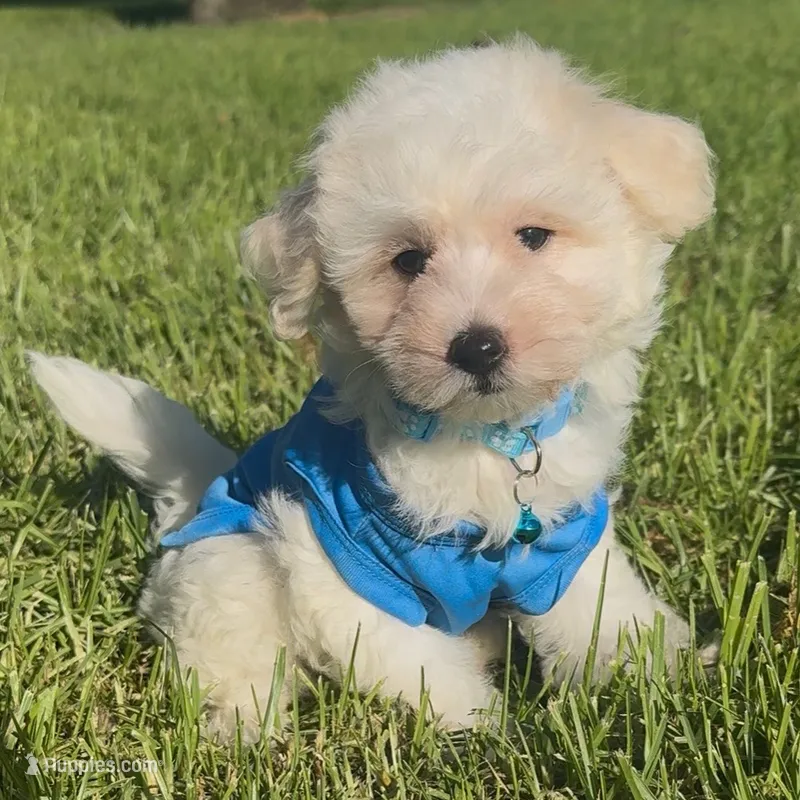 White Male Maltipoo  – Maltipoo, Maltese puppy for sale in Rancho Cucamonga, CA