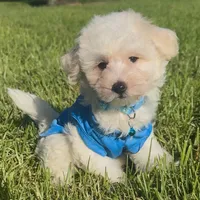 White Male Maltipoo , a male Maltipoo and Maltese for sale in Rancho Cucamonga, CA – 1 of 1