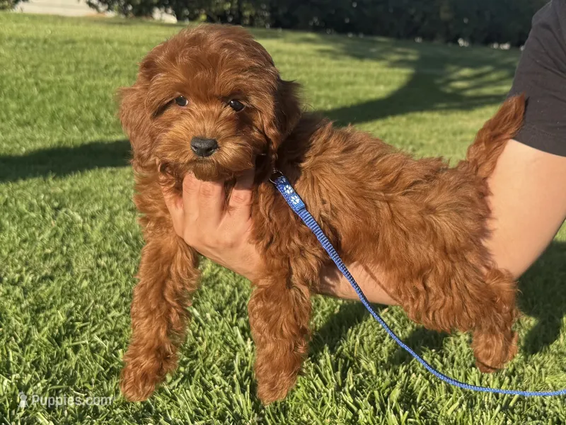 3 Month GoldenDoodle  – Miniature Goldendoodle puppy for sale in Rancho Cucamonga, CA