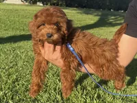 3 Month GoldenDoodle , a male Miniature Goldendoodle for sale in Rancho Cucamonga, CA – 1 of 1