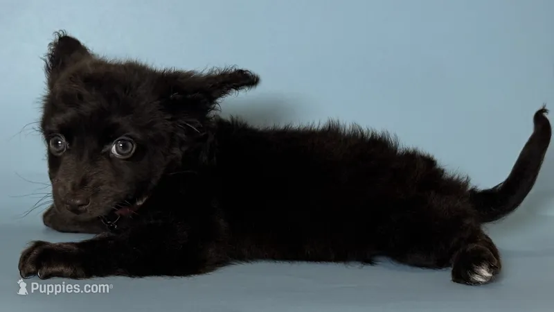 HERSHEY – Chihuahua, Miniature Dachshund puppy for sale in Rancho Cucamonga, CA