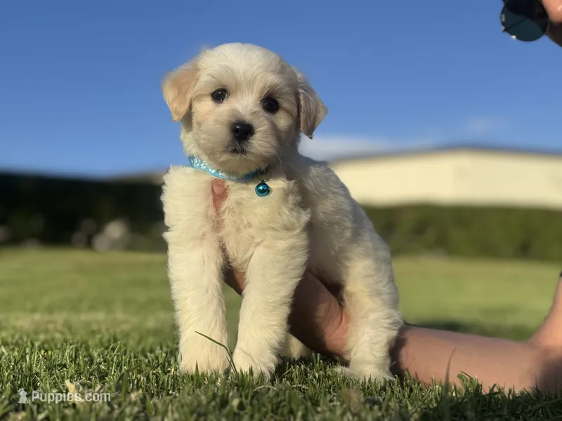 Toy Maltipoo Mix – Maltipoo, Mal Shi puppy for sale in Los Angeles, CA