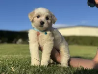 Toy Maltipoo Mix, a male Maltipoo and Mal Shi for sale in Los Angeles, CA – 1 of 1