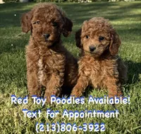 ❤️Female RED TOY Poodle ❤️, a female Poodle - Toy  for sale in Los Angeles, CA – 2 of 2