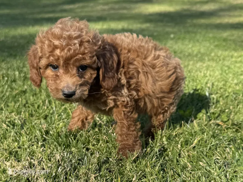 Sweet RED Poodle 🧸❤️ – Poodle - Toy  puppy for sale in Los Angeles, CA