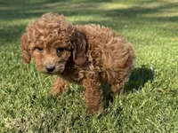 Sweet RED Poodle 🧸❤️, a male Poodle - Toy  for sale in Los Angeles, CA – 1 of 3