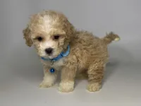 Boy Malti-Poo 💙, a male Maltipoo and Poodle - Toy  for sale in Rancho Cucamonga, CA – 1 of 1