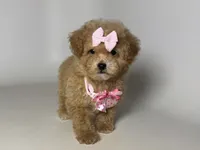 Cute Maltipoo 💗, a female Maltipoo and Poodle - Toy  for sale in Rancho Cucamonga, CA – 1 of 1