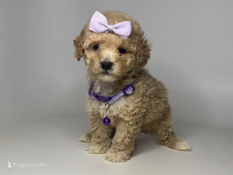 Baby Girl 🩷 – Maltipoo, Poodle - Toy  puppy for sale in Rancho Cucamonga, CA