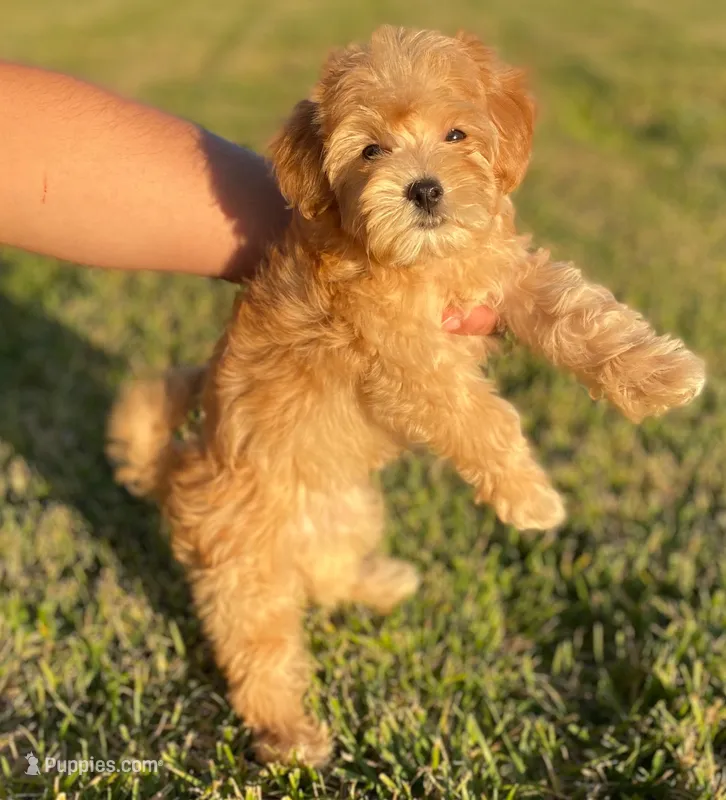 CaVaPoO Cutie 🥰 😱 – Cavapoo, Poodle - Toy  puppy for sale in Rancho Cucamonga, CA