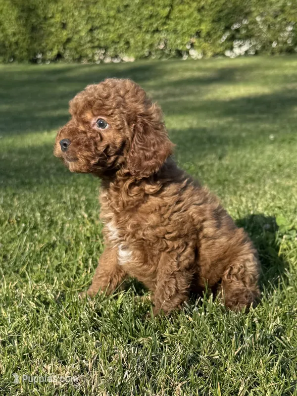 SMALL TOY Poodle 💕🐩 – Poodle - Toy  puppy for sale in Los Angeles, CA
