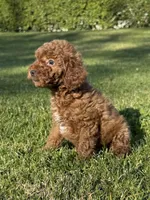 SMALL TOY Poodle 💕🐩, a female Poodle - Toy  for sale in Los Angeles, CA – 1 of 2