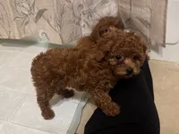 X-SMALL Poodle 🐩 , a female Poodle - Toy  and Poodle - Miniature  for sale in Los Angeles, CA – 1 of 1