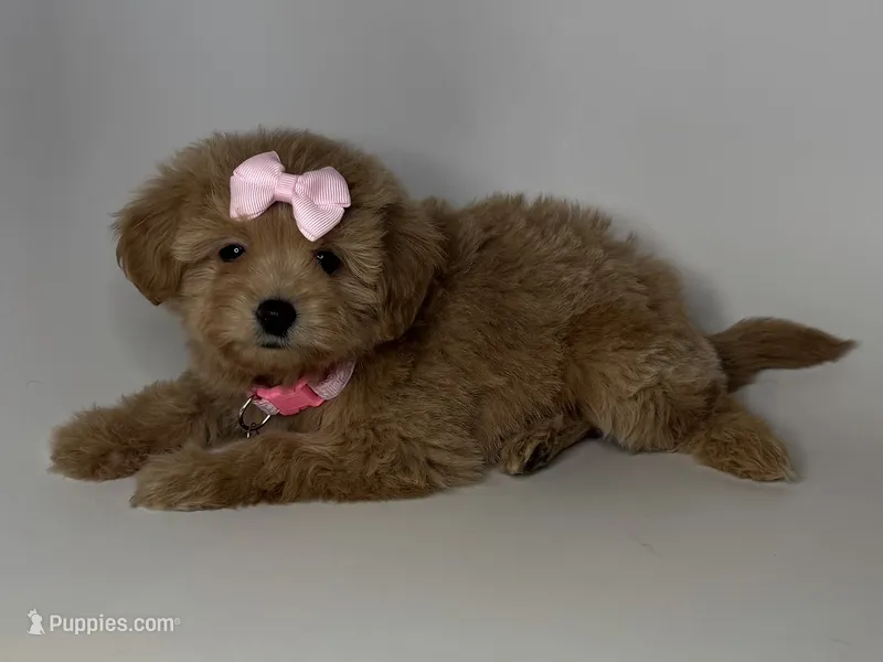 Dark Apricot MaltiPoodle – Maltipoo, Poodle - Toy  puppy for sale in Rancho Cucamonga, CA