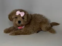 Dark Apricot MaltiPoodle, a female Maltipoo and Poodle - Toy  for sale in Rancho Cucamonga, CA – 1 of 1