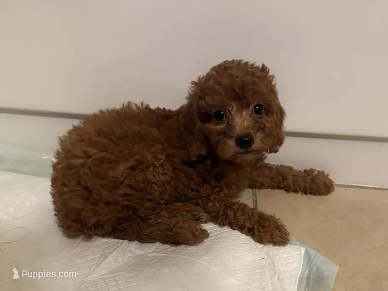 Red Toy Poodle Boy 💙 – Poodle - Toy , Poodle - Miniature  puppy for sale in Los Angeles, CA