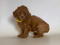 RED ToyPoodle ♥️, a male Poodle - Toy  for sale in Rancho Cucamonga, CA – 1 of 1