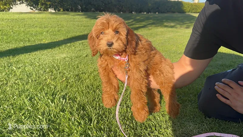 Mini Goldendoodle 💗 – Goldendoodle, Miniature Goldendoodle puppy for sale in Rancho Cucamonga, CA