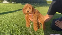 Mini Goldendoodle 💗, a male Goldendoodle and Miniature Goldendoodle for sale in Rancho Cucamonga, CA – 1 of 1
