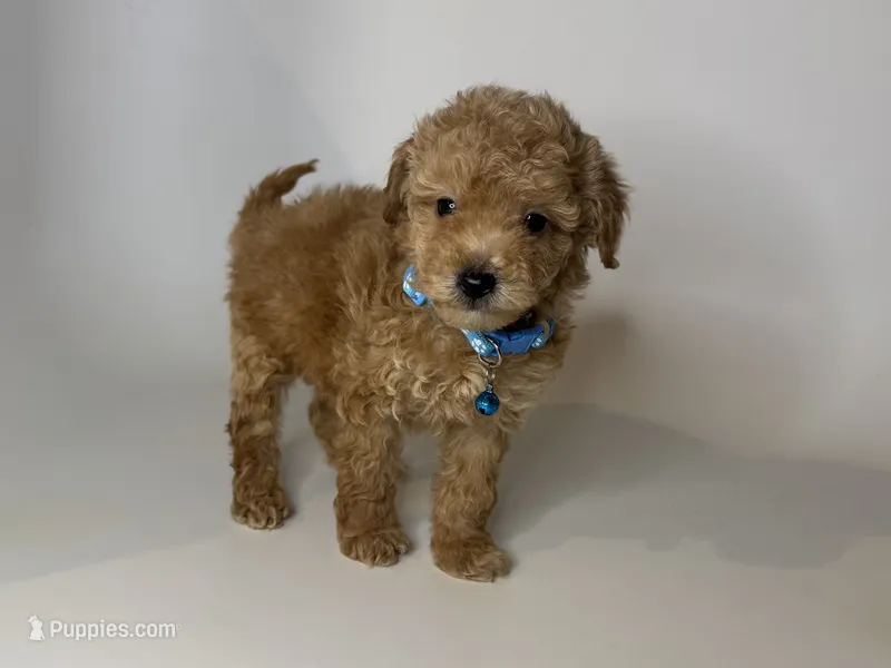 Baby Boy 💙 – Maltipoo, Poodle - Toy  puppy for sale in Rancho Cucamonga, CA