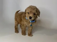 Baby Boy 💙, a male Maltipoo and Poodle - Toy  for sale in Rancho Cucamonga, CA – 1 of 1