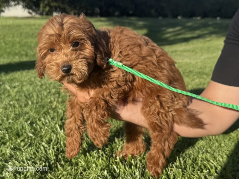 Bear Face Doodle – Miniature Goldendoodle puppy for sale in Rancho Cucamonga, CA
