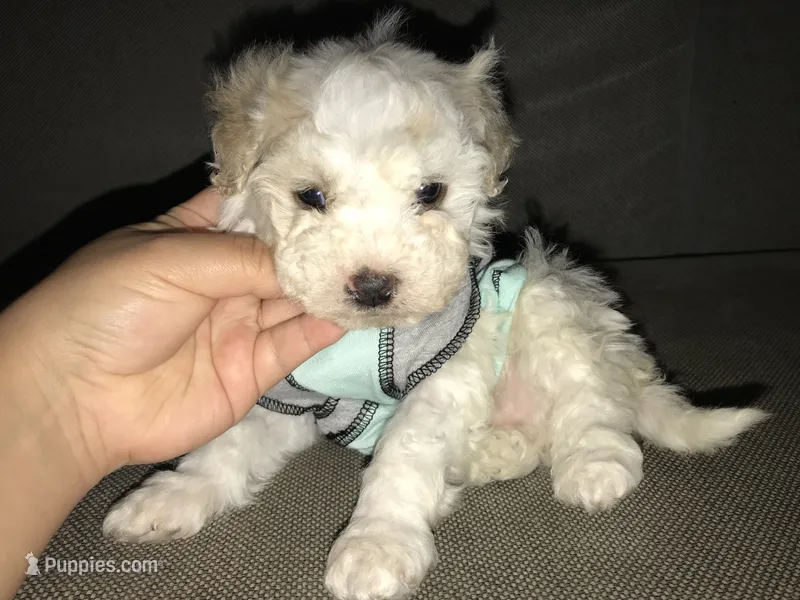 Maltese/Poodle 🐾, a male Maltipoo and Poodle - Toy  for sale in Los Angeles, CA – 1 of 1