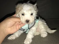 Maltese/Poodle 🐾, a male Maltipoo and Poodle - Toy  for sale in Los Angeles, CA – 1 of 1