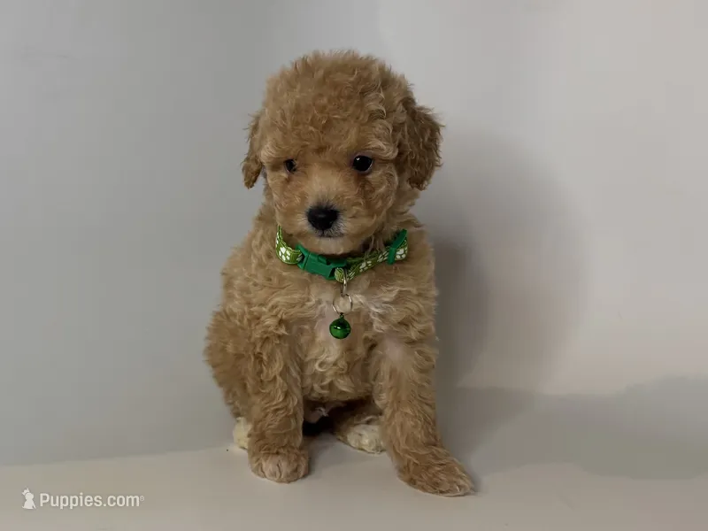 TINY TeddyBear 🧸, a male Maltipoo and Poodle - Toy  for sale in Rancho Cucamonga, CA – 1 of 1