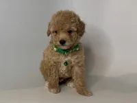 TINY TeddyBear 🧸, a male Maltipoo and Poodle - Toy  for sale in Rancho Cucamonga, CA – 1 of 1
