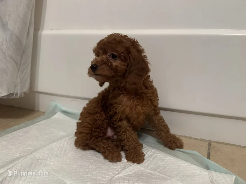 Male Toy Poodle 🐩  – Poodle - Toy , Poodle - Miniature  puppy for sale in Los Angeles, CA