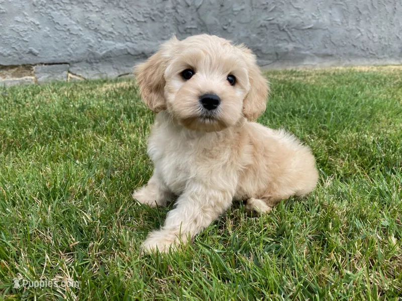 CaVaPoO 🐶🐾 – Cavapoo, Poodle - Toy  puppy for sale in Rancho Cucamonga, CA