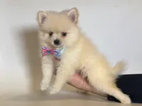Cream Pomeranian , a female Pomeranian for sale in Rancho Cucamonga, CA – 1 of 1