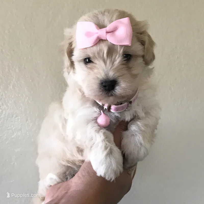 TCUP Malti-Poodle  – Maltipoo, Poodle - Toy  puppy for sale in Los Angeles, CA