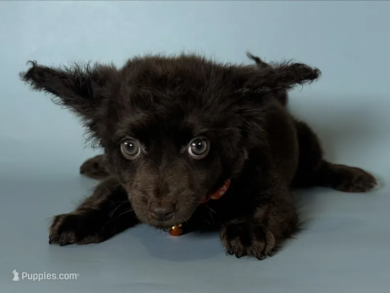 Chocolate Doxie Mix  – Chihuahua, Miniature Dachshund puppy for sale in Rancho Cucamonga, CA