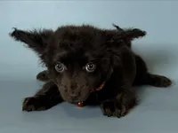 Chocolate Doxie Mix , a male Chihuahua and Miniature Dachshund for sale in Rancho Cucamonga, CA – 1 of 1