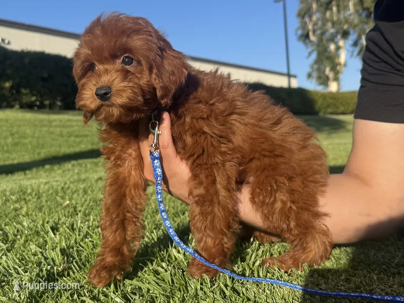 Teddy Mini Doodle – Miniature Goldendoodle puppy for sale in Rancho Cucamonga, CA