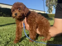 Teddy Mini Doodle, a male Miniature Goldendoodle for sale in Rancho Cucamonga, CA – 1 of 1