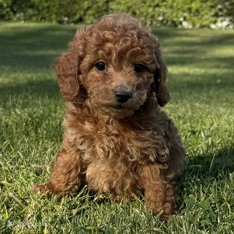 TeddyBear Poodle -Toy Size!  – Poodle - Toy  puppy for sale in Los Angeles, CA