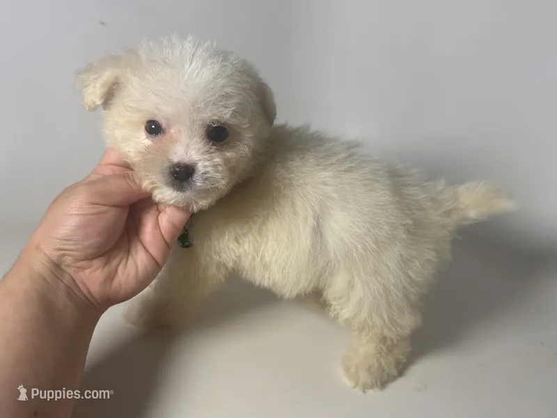 Maltese/Poodle – Maltipoo, Maltese puppy for sale in Rancho Cucamonga, CA