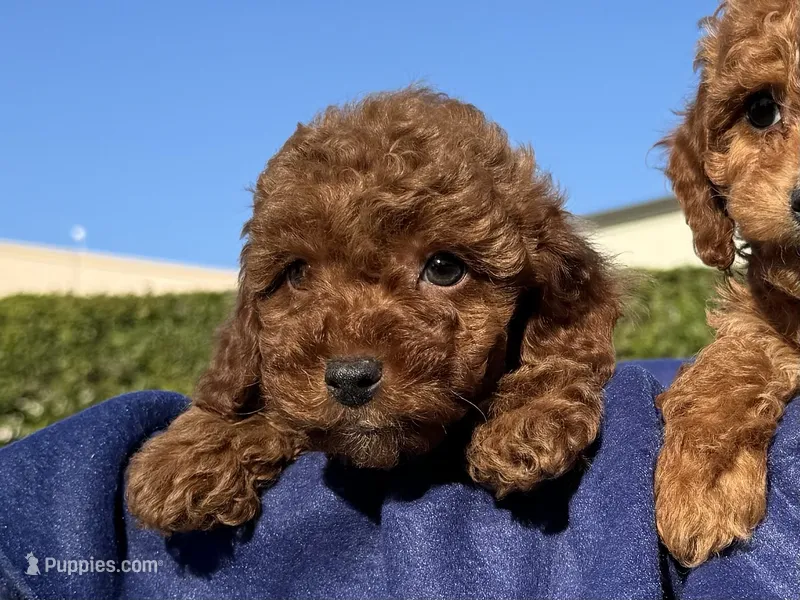 Tiny RED POODLE 🐩  – Poodle - Toy  puppy for sale in Los Angeles, CA