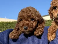 Tiny RED POODLE 🐩 , a female Poodle - Toy  for sale in Los Angeles, CA – 1 of 2