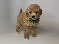 Apricot Maltipoo , a male Maltipoo and Poodle - Toy  for sale in Rancho Cucamonga, CA – 1 of 1
