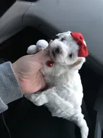 💕Female Maltese/Poodle Mix 💕, a female Maltipoo and Maltese for sale in Los Angeles, CA – 2 of 2