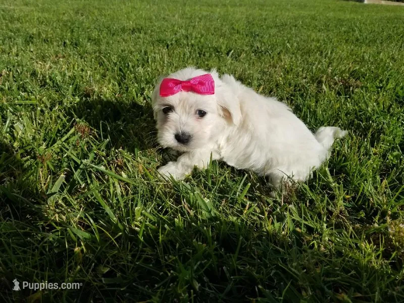 Maltese Mix Puppy – Maltipoo, Maltese puppy for sale in Los Angeles, CA