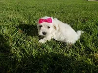 Maltese Mix Puppy, a female Maltipoo and Maltese for sale in Los Angeles, CA – 1 of 2