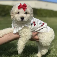 White Maltipoo 💕, a male Maltipoo and Mal Shi for sale in Los Angeles, CA – 1 of 1