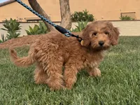 Mini golden Doodle Female , a female Miniature Goldendoodle for sale in Rancho Cucamonga, CA – 1 of 1
