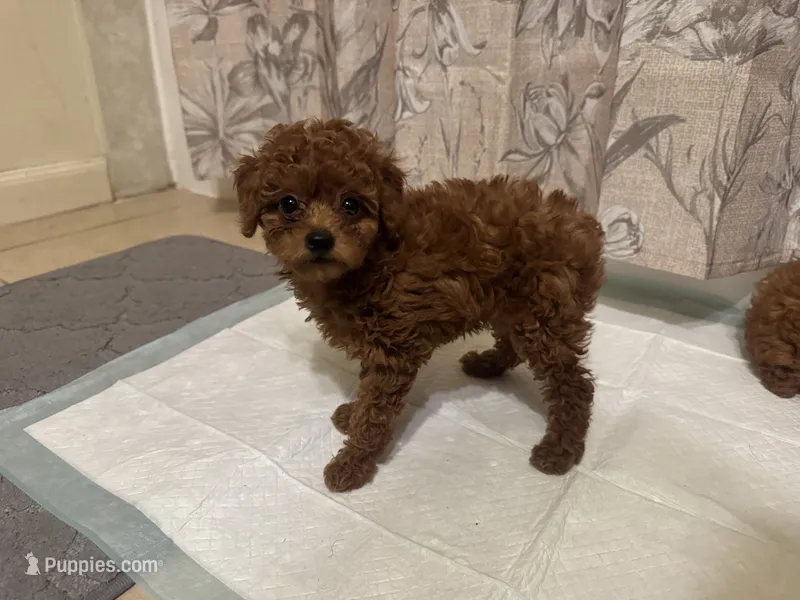 Poodle Puppy – Poodle - Toy , Poodle - Miniature  puppy for sale in Los Angeles, CA