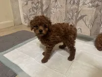 Poodle Puppy, a female Poodle - Toy  and Poodle - Miniature  for sale in Los Angeles, CA – 1 of 2